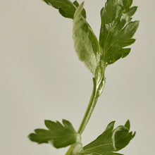 Load image into Gallery viewer, Matt Sun Stick: Mugwort + Camelia (SPF 20+ PA++++)